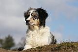 BERGER AUSTRALIEN PUPPIES 372